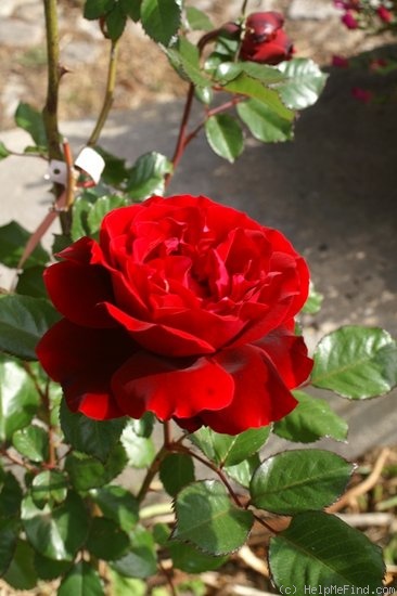 'Isabel Renaissance' rose photo