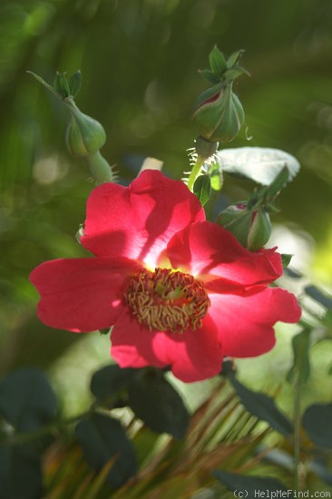'<i>Rosa moyesii</i> 'Geranium'' rose photo