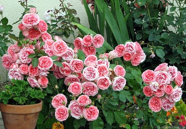 'Jet Set ®' rose photo