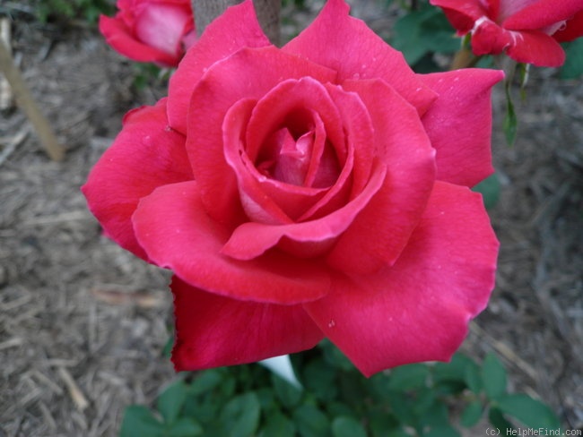 'Brisbane Blush' rose photo