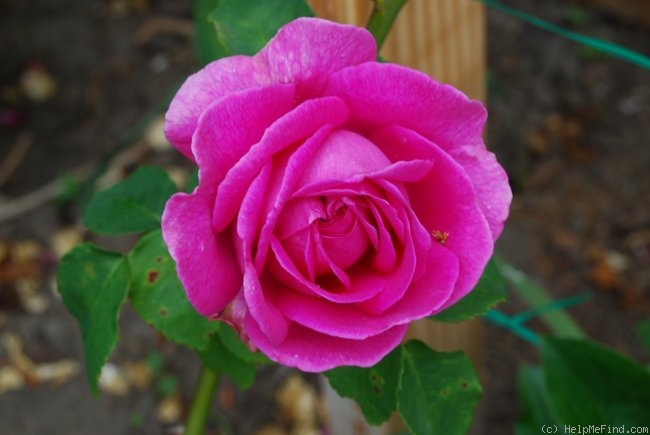 'Rochester Cathedral' rose photo
