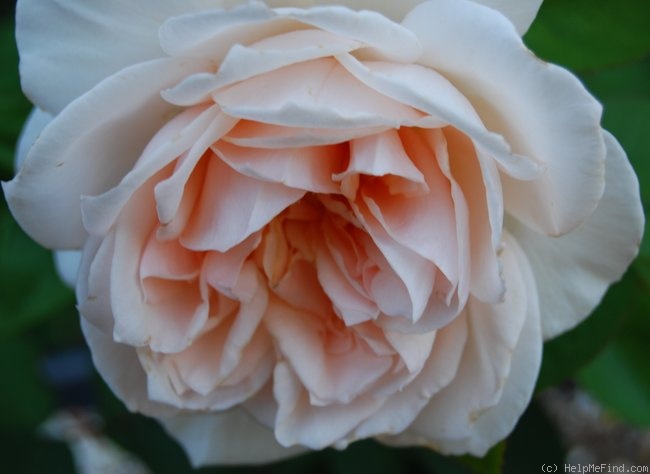 'The Friar' rose photo