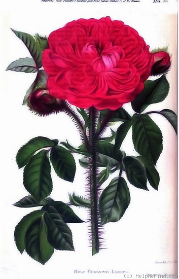 'Lane (moss, Laffay, 1845)' rose photo