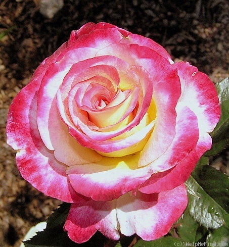 'Dawning Moment' rose photo