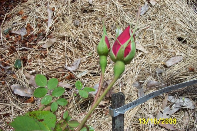 'Gloire des Rosomanes' rose photo