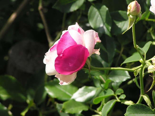 'Five-Colored Rose' rose photo