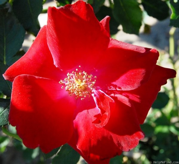 'Angola' rose photo