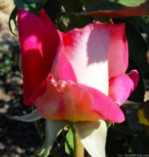 'Dr. Carbonaro' rose photo