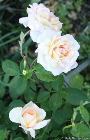 'Columbine' rose photo