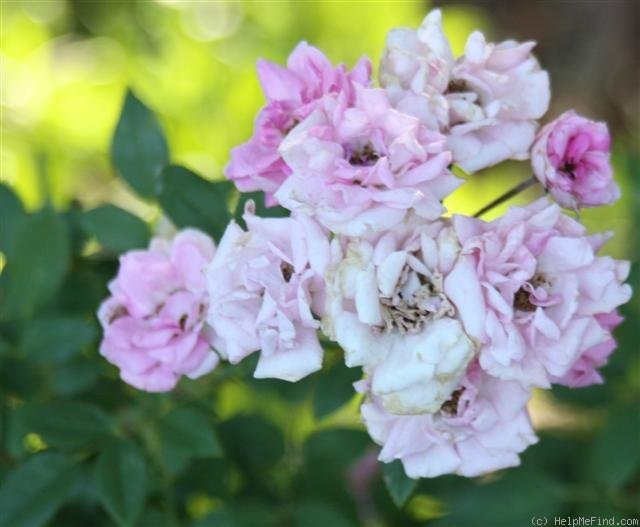 'Pink Cameo' rose photo