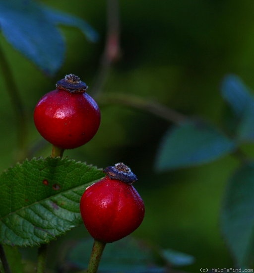 'La Belle Sultane' rose photo