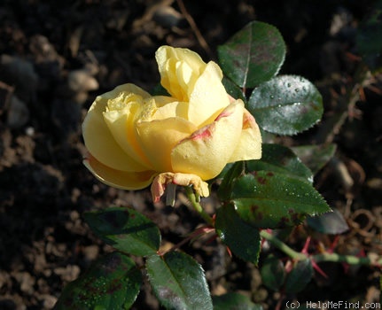 'Frau Felberg-Leclerc' rose photo