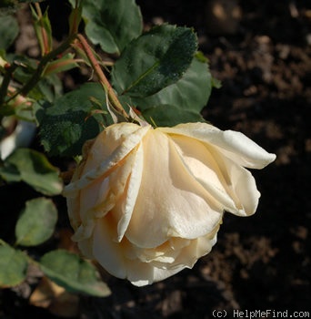 'Staatspräsident Päts' rose photo