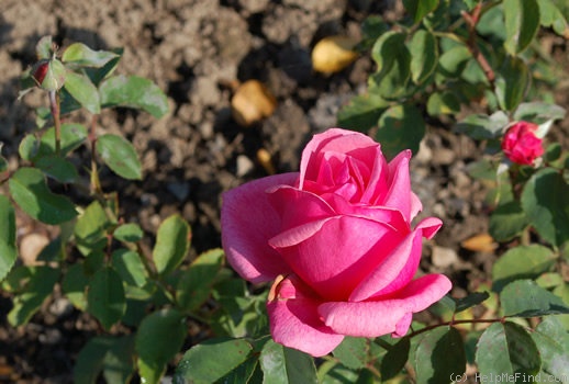 'Madame A. Galland' rose photo