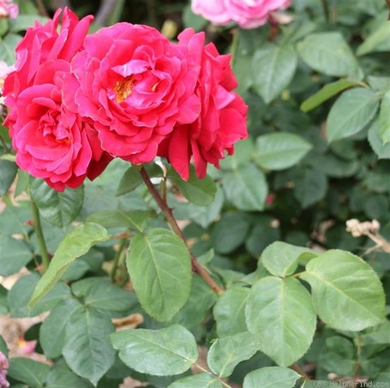 'Mrs. Harold Brookes' rose photo