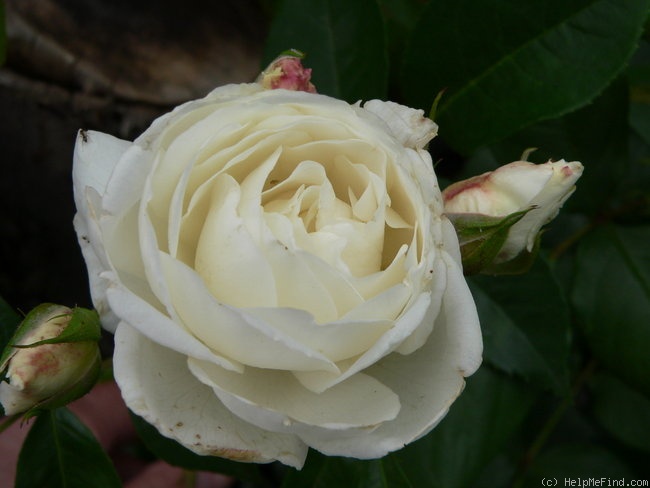 'White Bouquet (floribunda, Boerner, 1956)' rose photo
