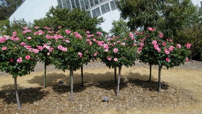 'City of Adelaide' rose photo