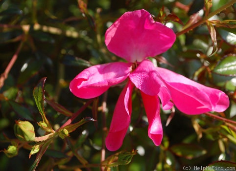 'Ravenna ®' rose photo
