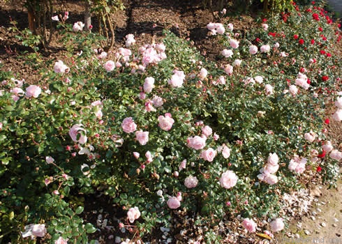 'Estima (shrub, Noack, 1999)' rose photo