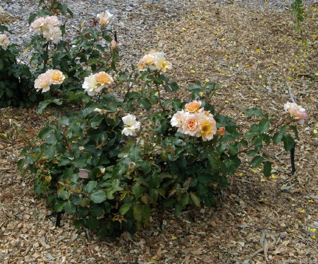 'Howard Florey' rose photo
