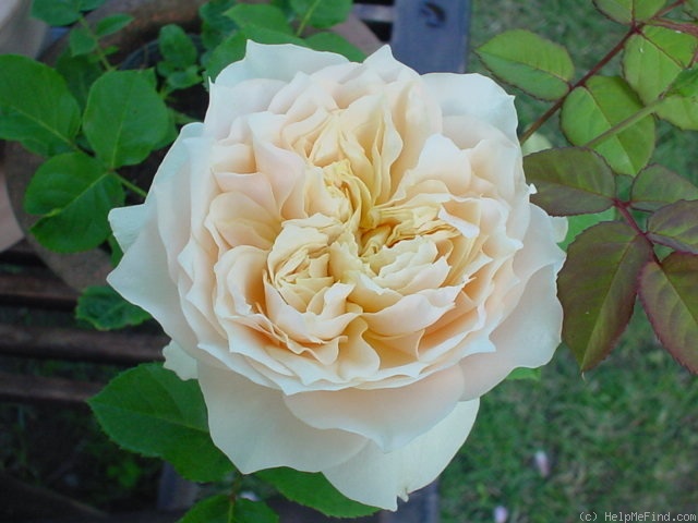'Troilus' rose photo