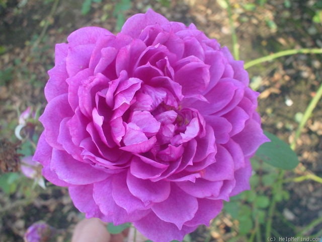 'AUSport' rose photo