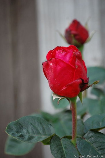 'Amalia ™ (hybrid tea, Meilland, 1985)' rose photo