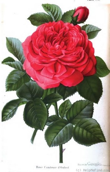 'Comtesse d'Oxford' rose photo