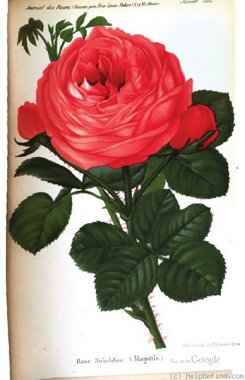 'Boieldieu (Hybrid Perpetual, Garçon, 1877)' rose photo