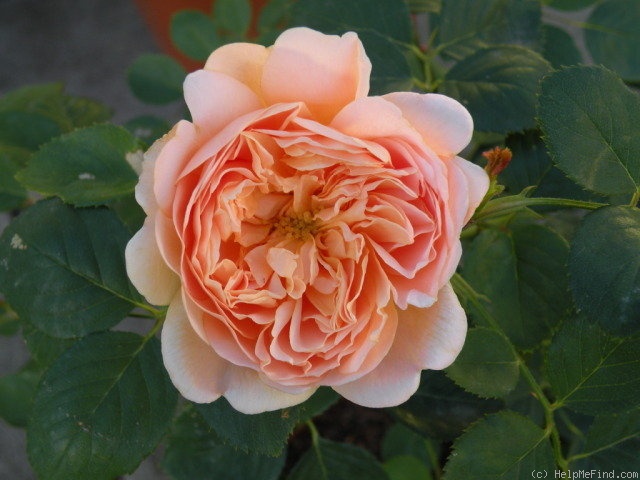 'Tea Clipper' rose photo