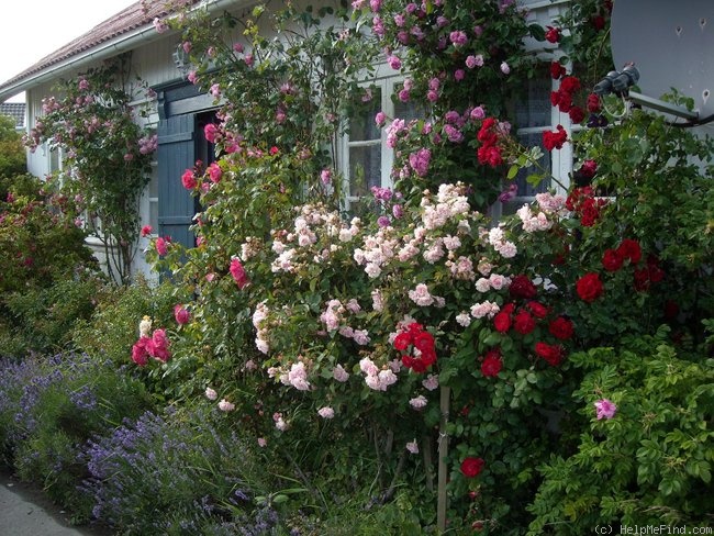 'Felicia (Hybrid Musk, Pemberton, 1926)' rose photo