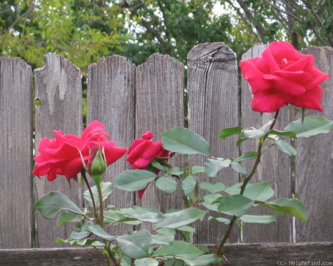 'Cherry Glow (grandiflora, Swim, 1956)' rose photo