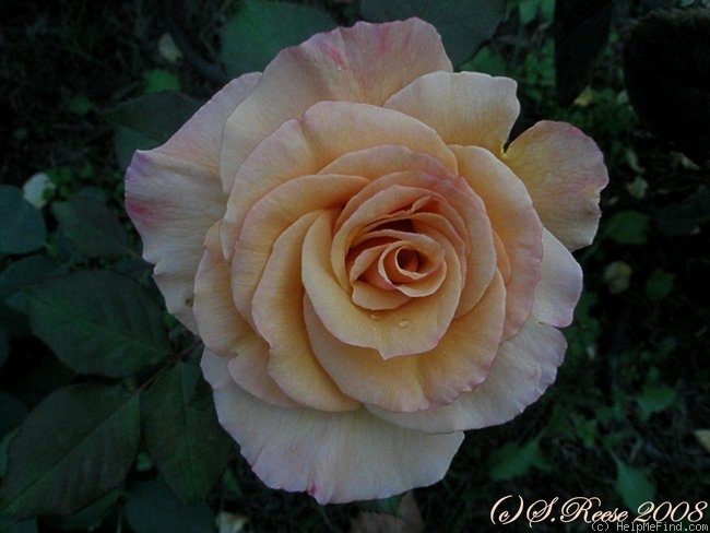 'Tahitian Sunset ™' rose photo