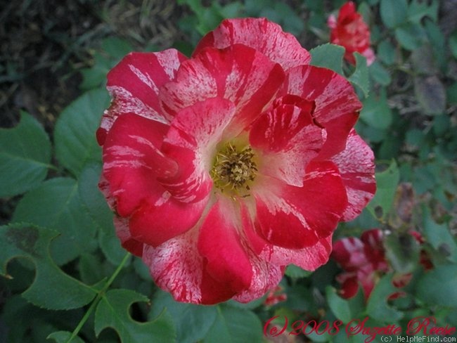'Crimson Flame' rose photo