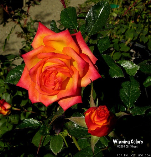 'Winning Colors ™' rose photo