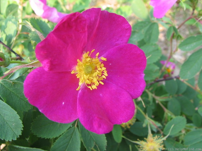 'Carlos Red' rose photo