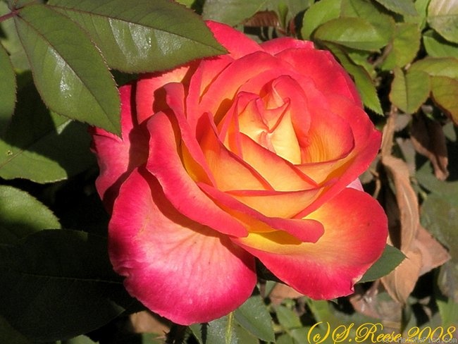 'Perfect Moment ™' rose photo
