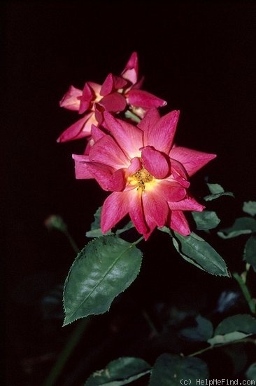 'Brazier' rose photo