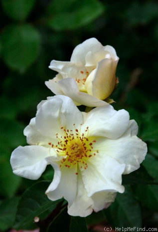 'Autumn Delight' rose photo