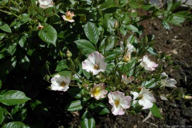 'Carabella' rose photo