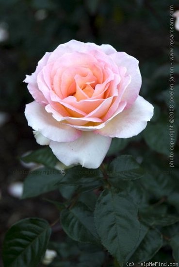 'Hamilton Gardens' rose photo