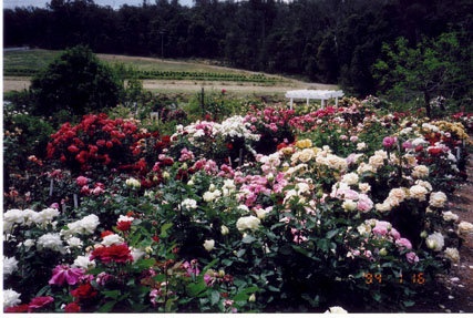 'Mostly Roses Nursery'  photo