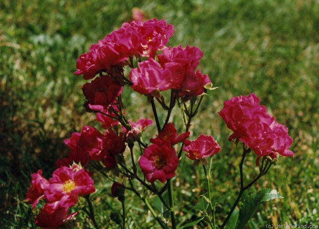 'Fairy Prince ® (polyantha, Harkness, 1981)' rose photo