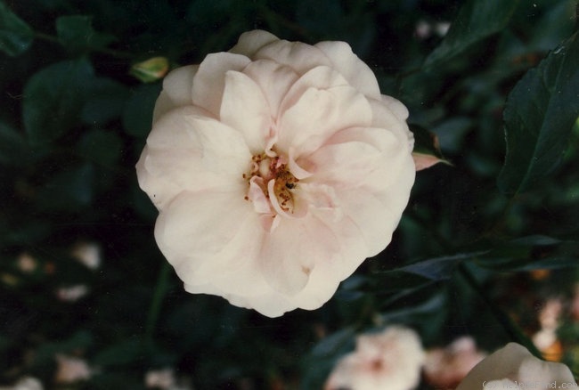 'Schneesturm (shrub, Tantau, 1990)' rose photo