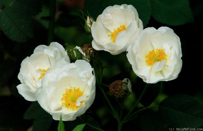 'Semiplena' rose photo