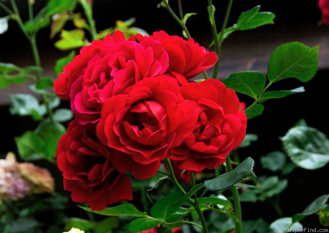 'Sympathie ®' rose photo