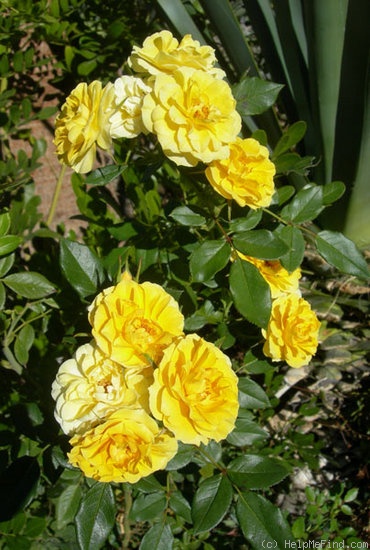 'Golden Gardens' rose photo