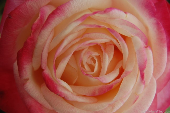 'Kordes' Perfecta' rose photo