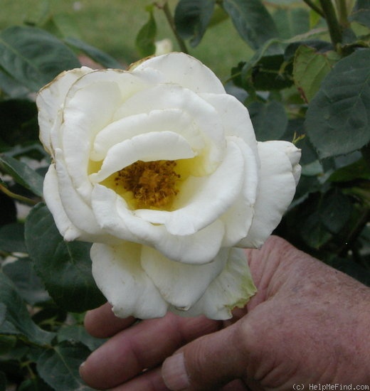 'Pakeha' rose photo