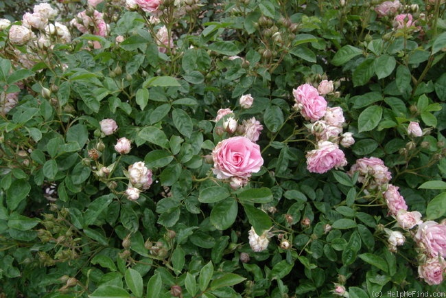 'In the Pink (floribunda, Ryan, 1988)' rose photo